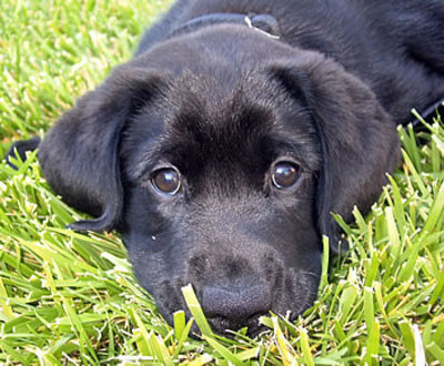 How to Groom your Labrador retriever | All About Labs